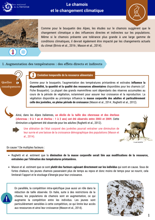 Le chamois et le changement climatique