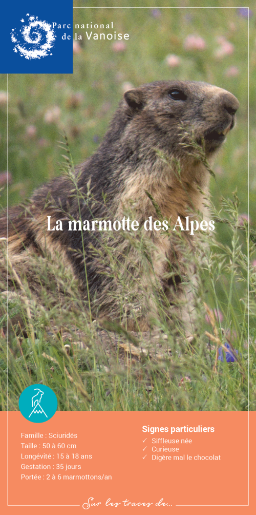 Dépliant Marmotte