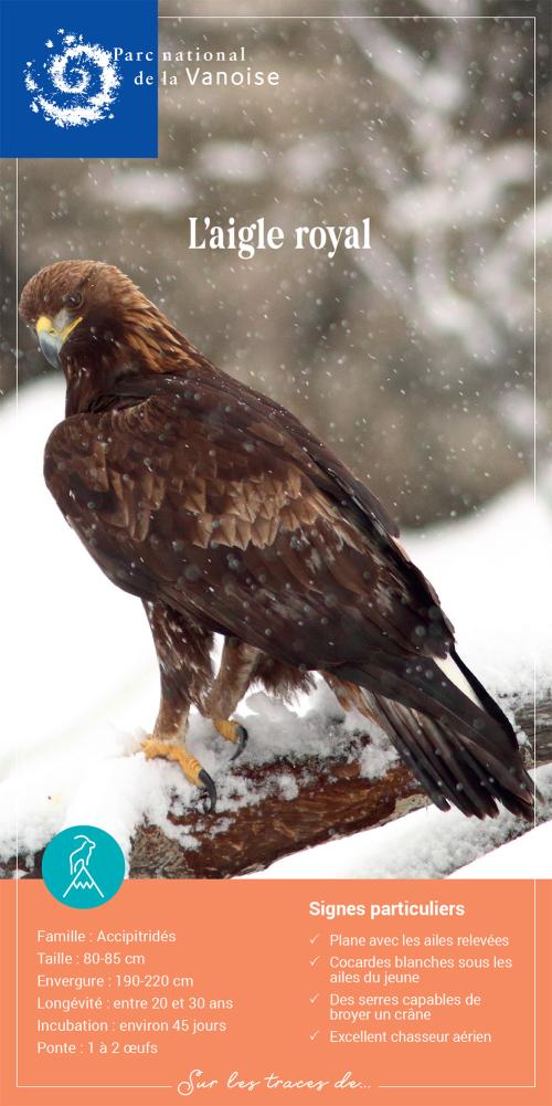 Couverture fiche espèce aigle royal