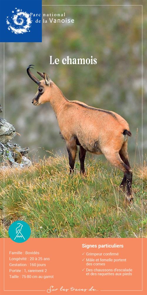 Couverture fiche espèce chamois
