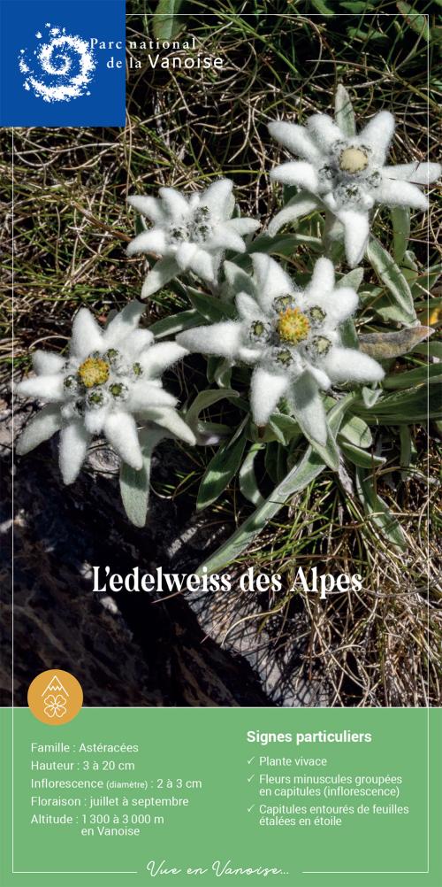 Couverture Fiche espèce edelweiss