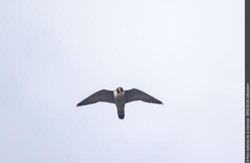 Faucon pèlerin - Sébastien Brégeon