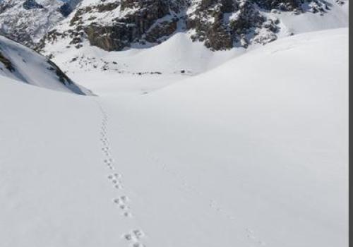 Image - Traces de Lièvre variable dans la neige