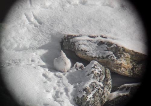 Point rencontre - Découverte de la faune en hiver -  Sardières_Val-Cenis - Lièvre variable