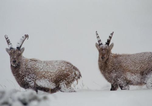 Point rencontre - La faune en hiver -  Bonneval sur Arc_Bonneval-sur-Arc