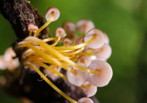 Champignon - Parc national de la Vanoise - Champignon - Parc national de la Vanoise