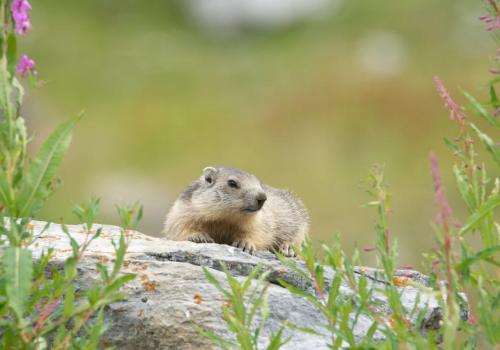 Marmotte - Marmotte