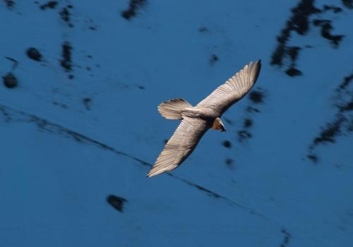 Discover the birds of prey of the Vanoise at Aussois - Bearded vulture in flight