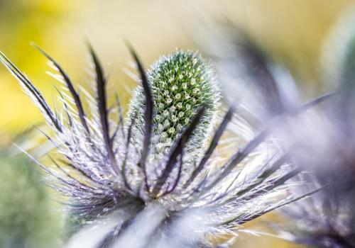Les super pouvoirs des fleurs - Parc national de la Vanoise_Val-Cenis