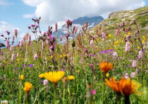 A la découverte des fleurs - Power Flower !_Val-Cenis