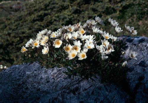 Exposition Coup de chaud sur la Vanoise_Modane - Dryade à 8 pétales