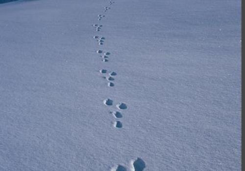 Exposition Traces et indices de vie de la faune sauvage_Aussois - Traces de lièvre variable