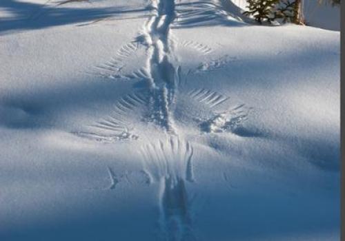 Exposition Traces et indices de vie de la faune sauvage_Aussois - Traces de tétras-lyre