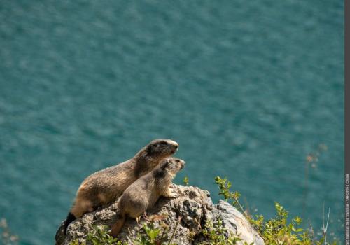 marmottes - parc national de la vanoise