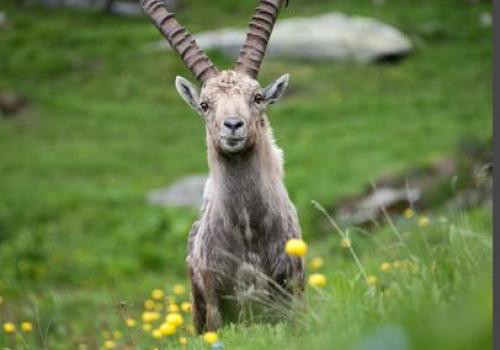 Sur les traces des animaux de montagne !_Bonneval-sur-Arc - PN VANOISE