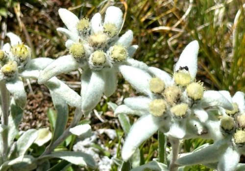 Balade "botanique et bien-être zen"_Val-d'Isère - Edelweiss