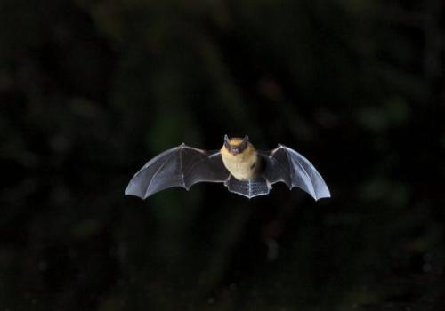 La nuit des chauve-souris photo - Pipistrelle commune