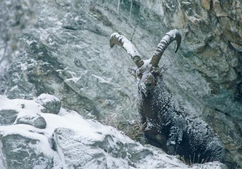 Observing ibex_Champagny-en-Vanoise - Observation des bouquetins
