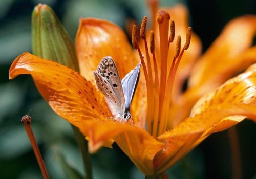 Exposition De fleur en fleur à Modane - Lys orangé
