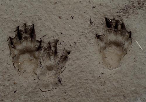 Qui est passé par là ?