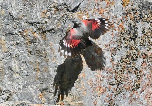 Diaporama/Conférence "Les oiseaux alpins"_Pralognan-la-Vanoise