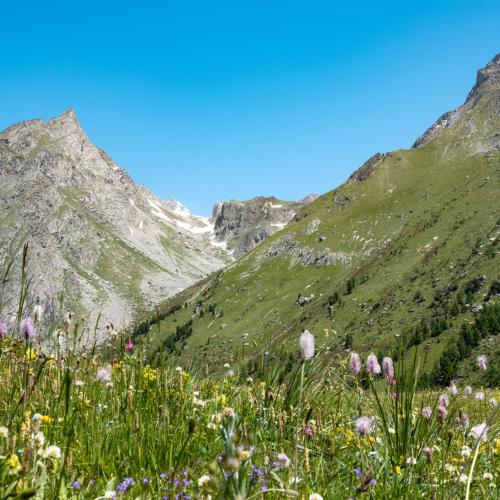 Vallon de l'Orgère