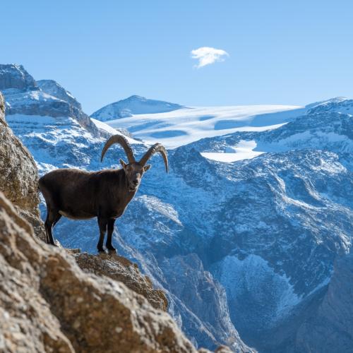 Bouquetin des Alpes dans le Parc national de la Vanoise