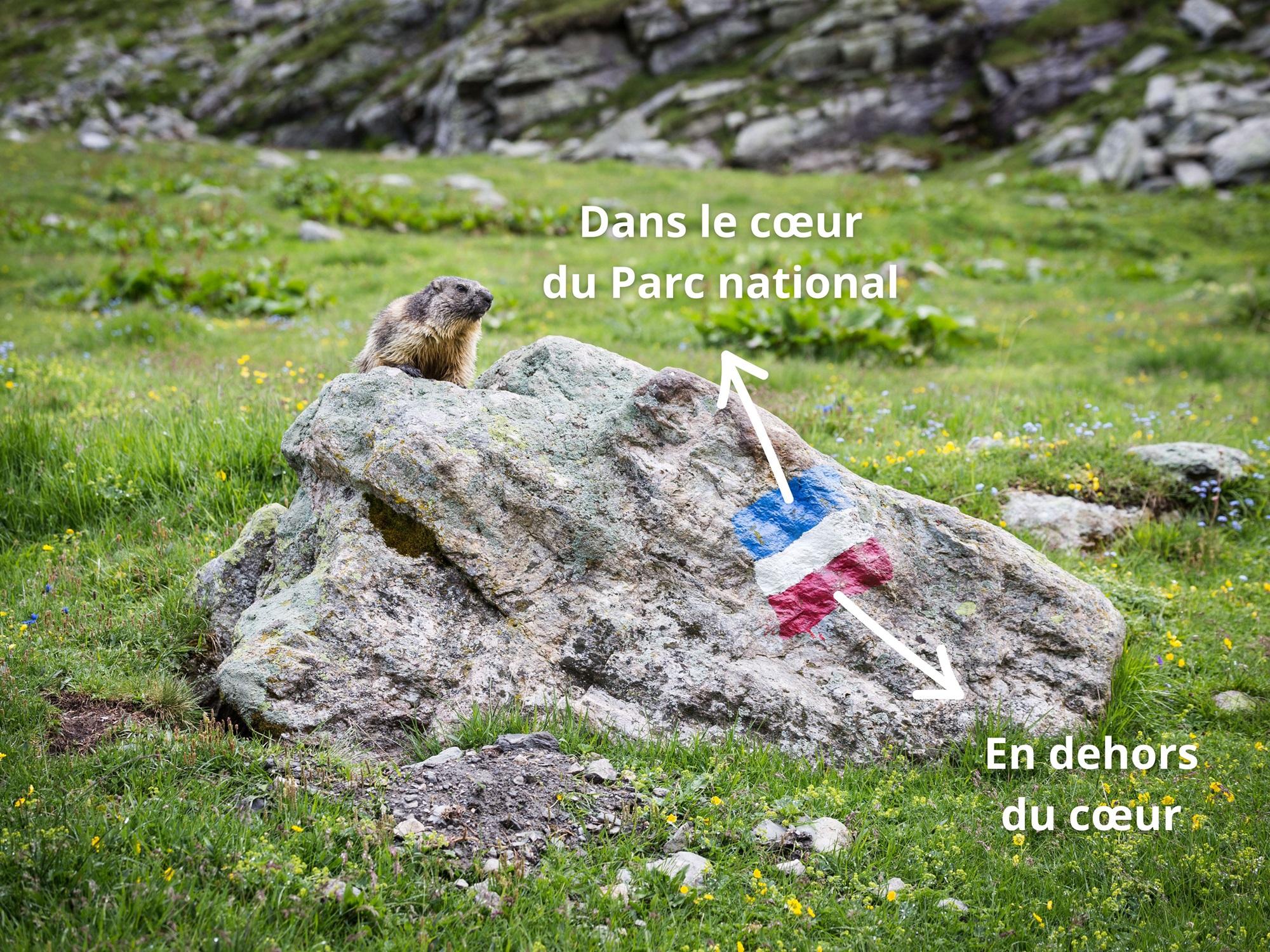 Marmotte dans la vallée Rosuel et balise peinte marquant la limite du cœur du Parc national