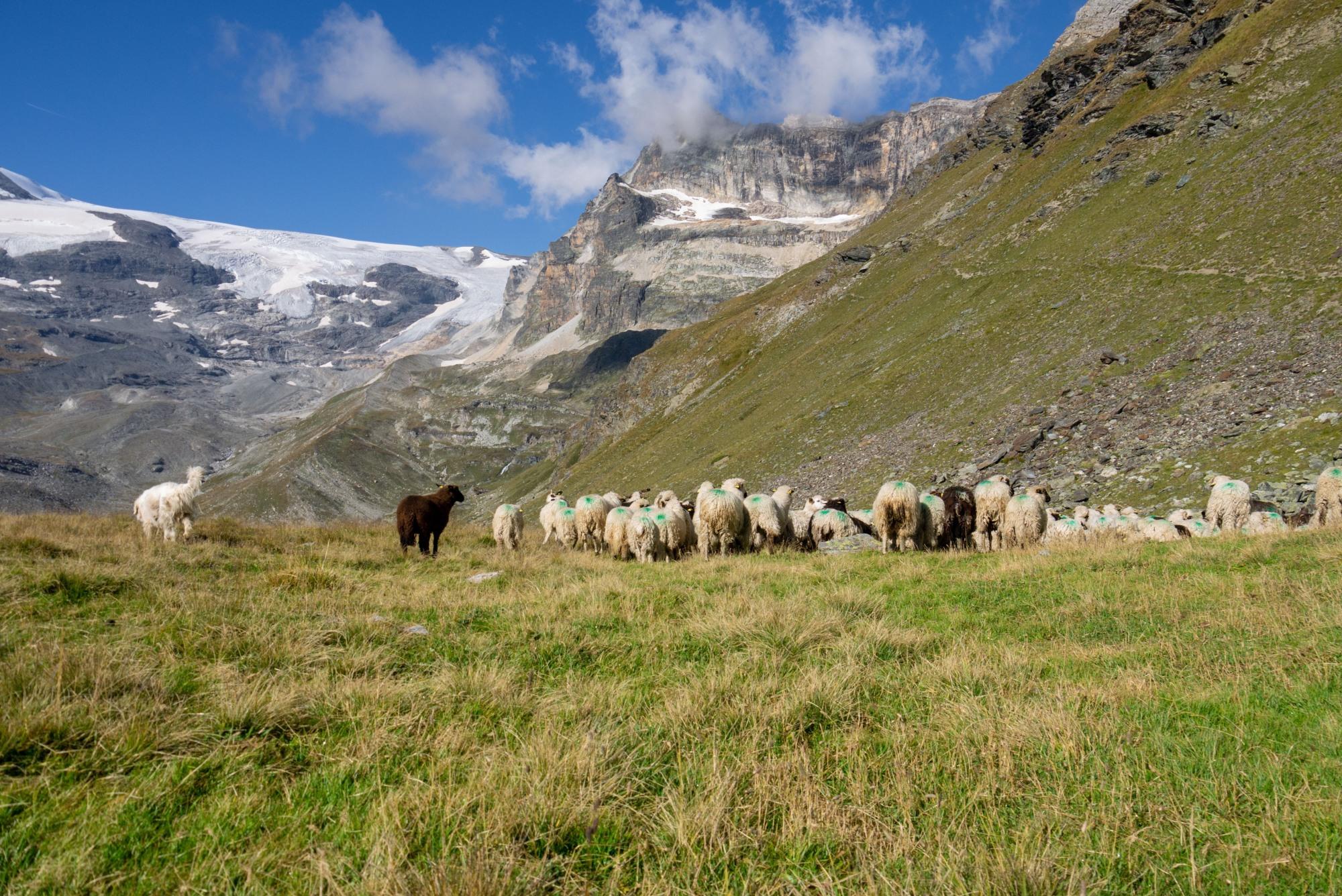 Troupeau de moutons et chiens de protection dans l'alpage dit "du Pelvoz"