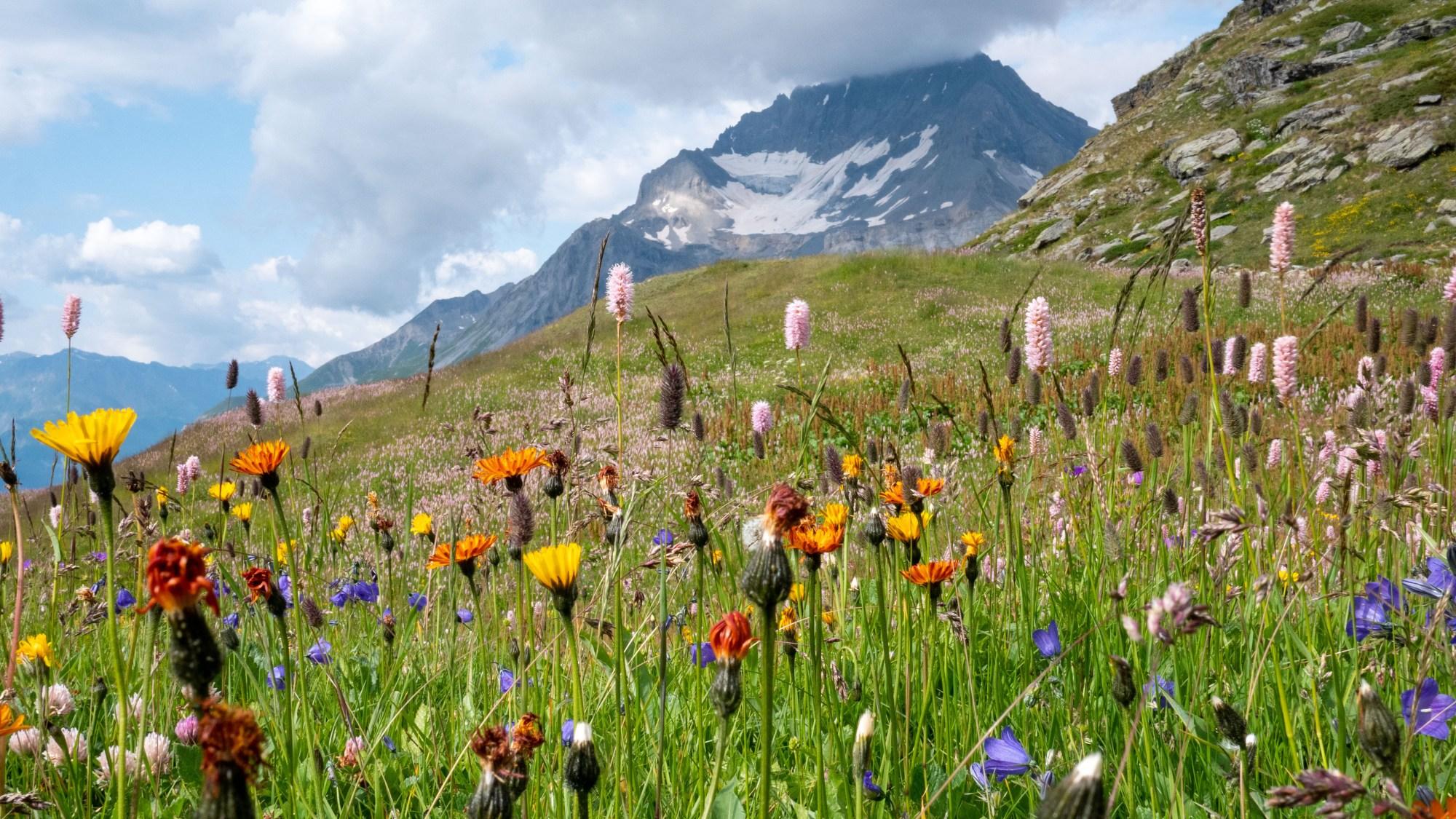 Une belle diversité floristique en prairie de fauche près du Lac Blanc