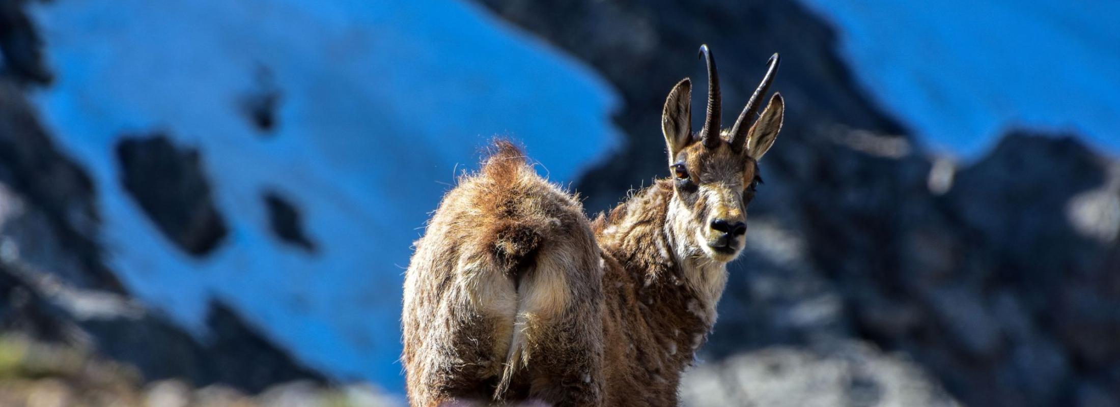 Chamois