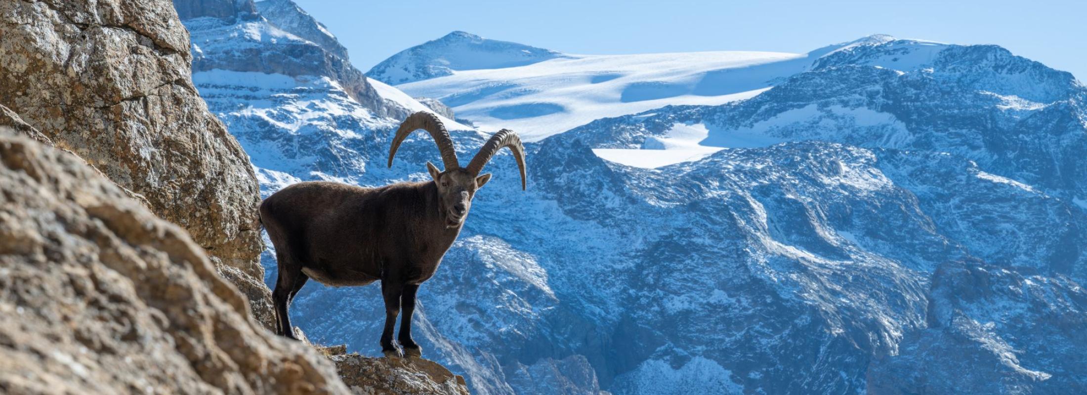 Bouquetin des Alpes