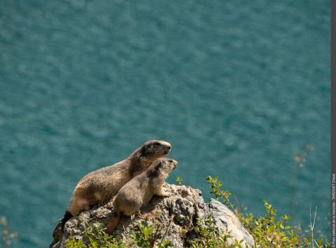 marmottes - parc national de la vanoise