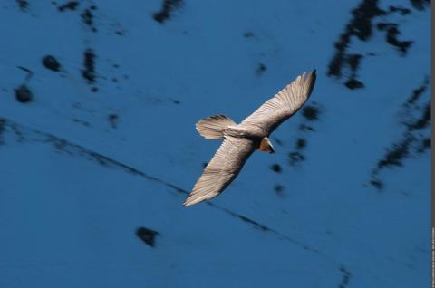 Découverte des rapaces de Vanoise à Aussois - Gypaète barbu en vol