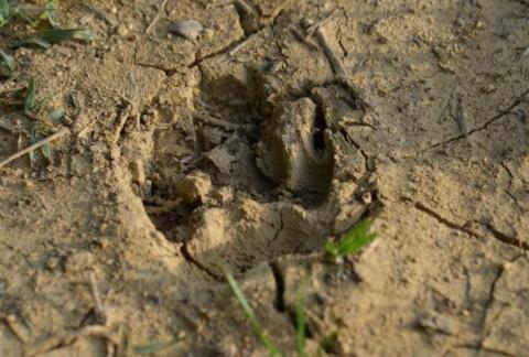 Apprenti pisteur à Bessans - Empreinte d'animal dans la terre