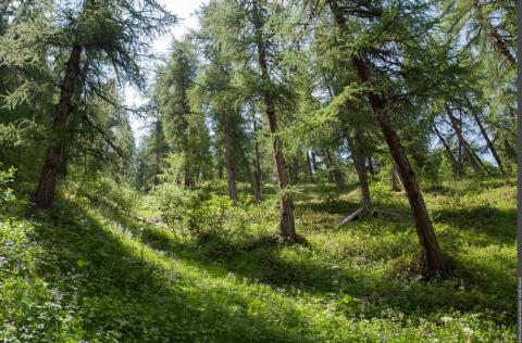 Forêt - PNV - Forêt - PNV