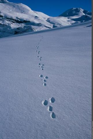 Exposition Traces et indices de vie de la faune sauvage_Aussois - Traces de lièvre variable