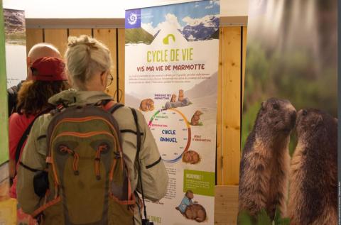 Exposition La Tribu des Marmottes_Val-Cenis - Exposition La Tribu des Marmottes