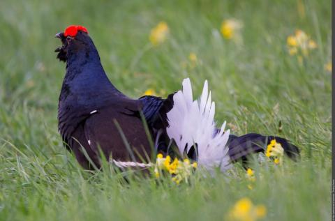 Exposition "La Forêt de l'Orgère"_Villarodin-Bourget