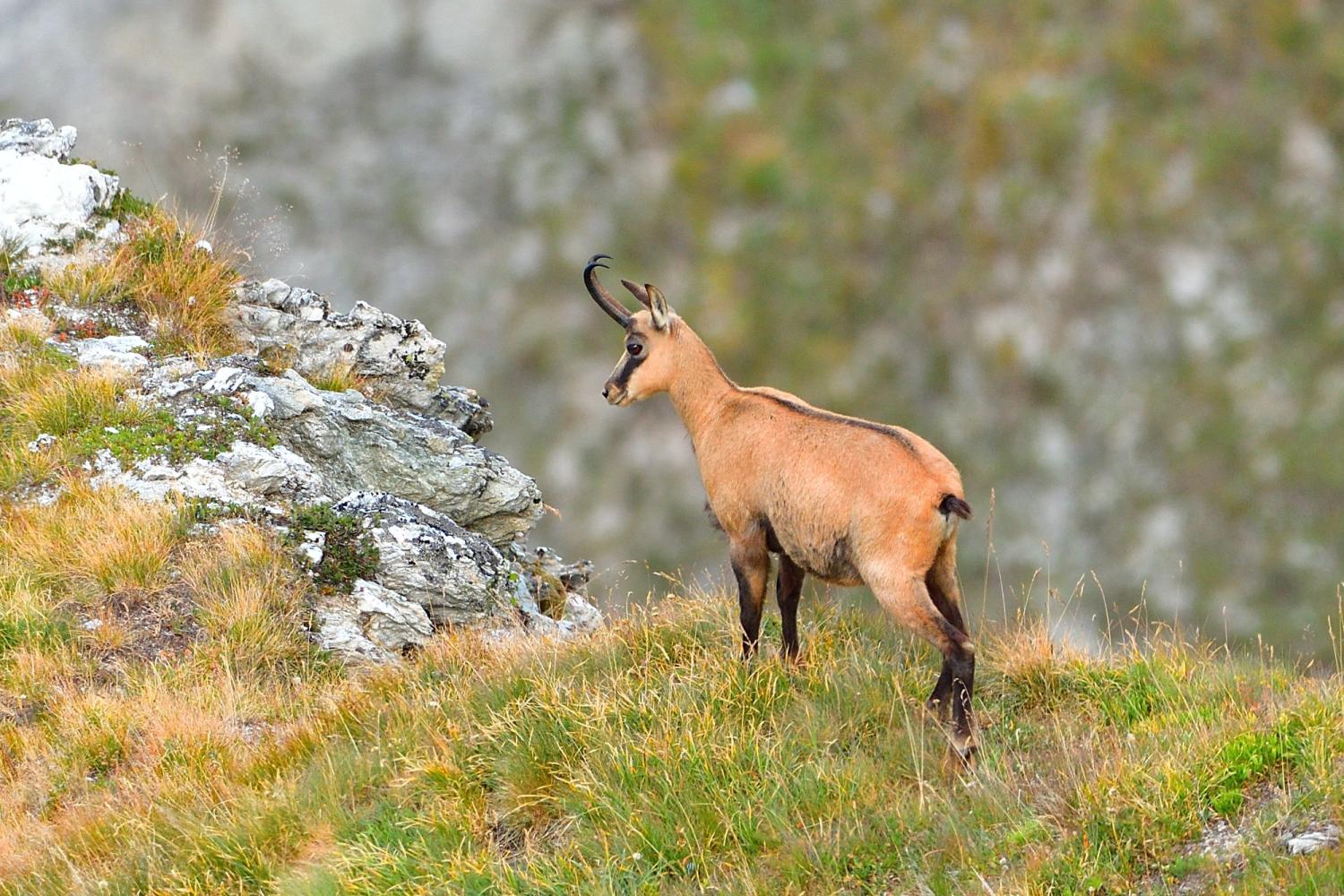 Chamois