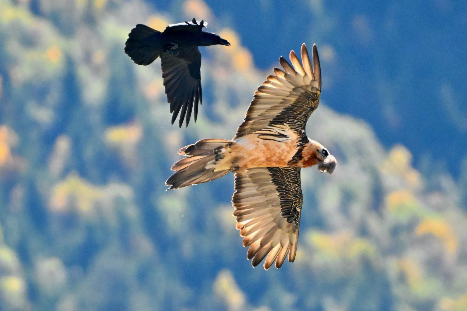 Gypaète barbu et corbeau