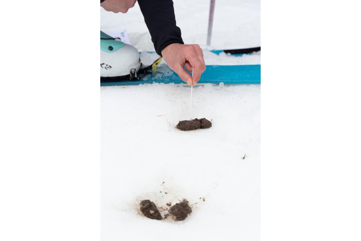 Prélèvement d'un échantillon de fèces de loup