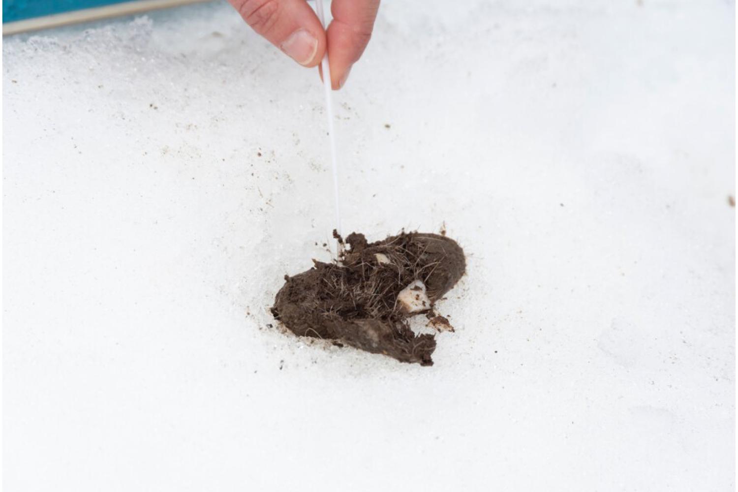 Prélèvement d'un échantillon de fèces de loup