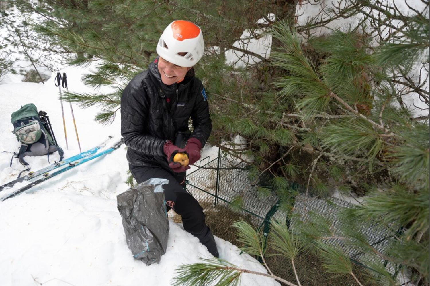 Installation de cage pour les lièvres
