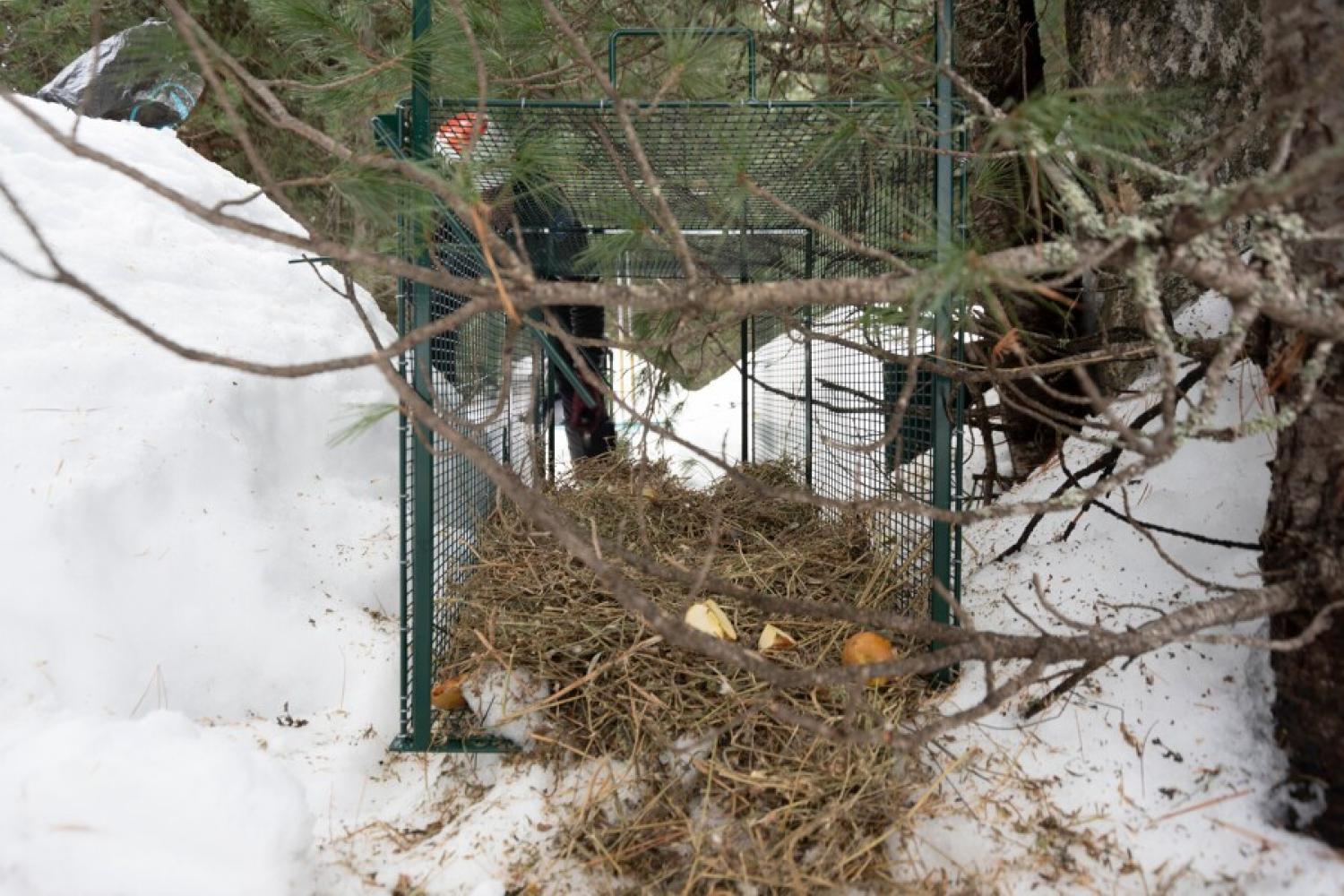 Installation de cage pour les lièvres