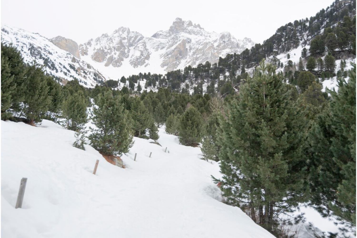La cembraie de la réserve naturelle nationale du Plan de Tuéda