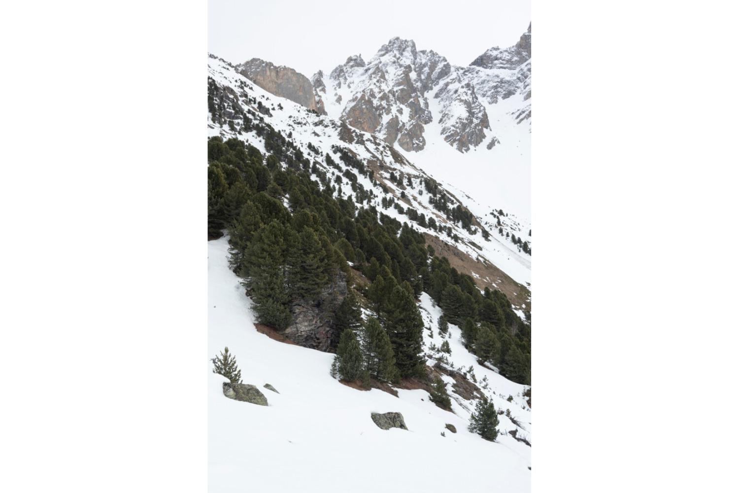 La cembraie de la réserve naturelle nationale du Plan de Tuéda