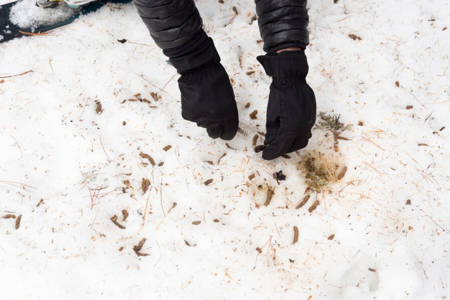 fèces de tétras-lyre