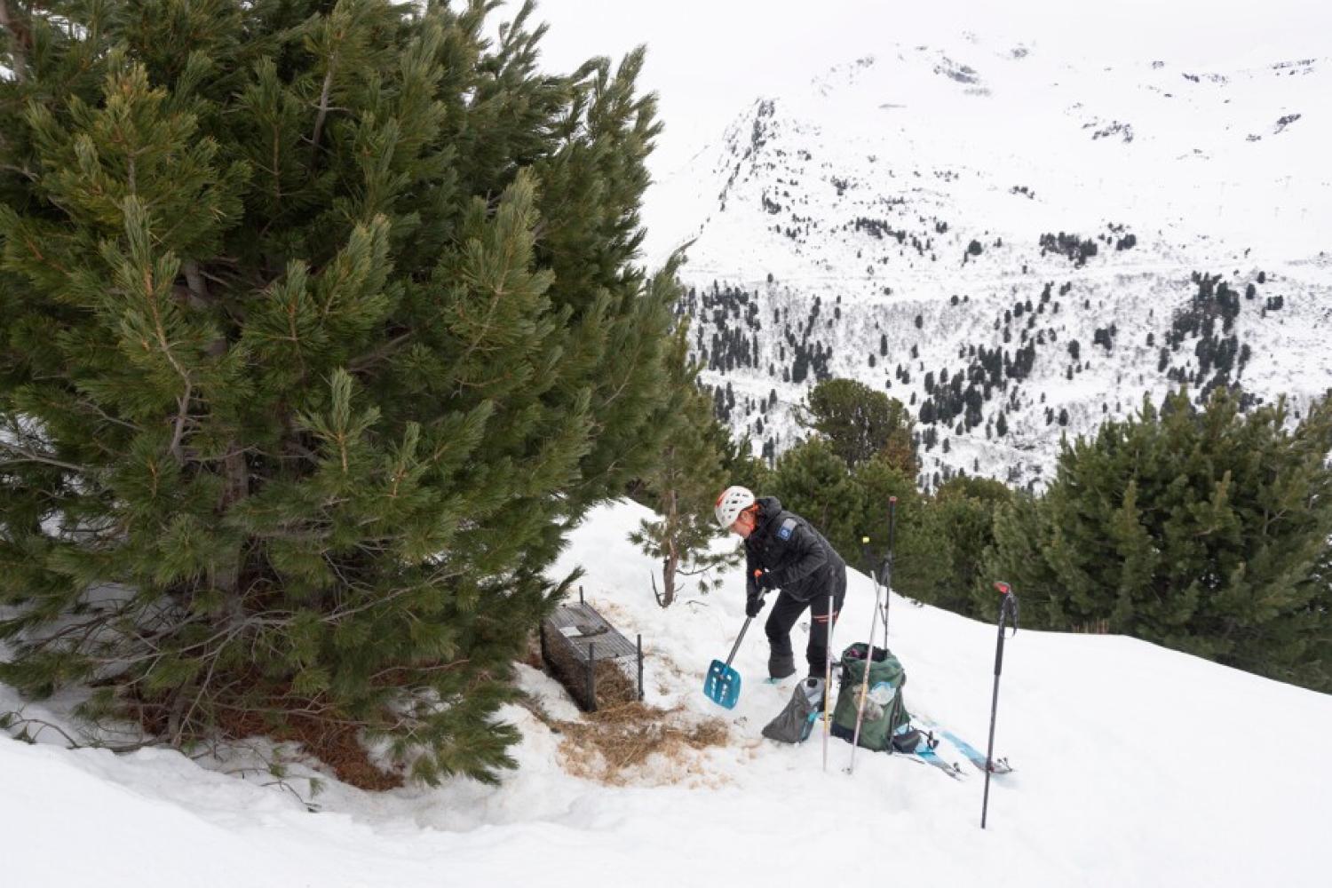 Installation de cage pour les lièvres