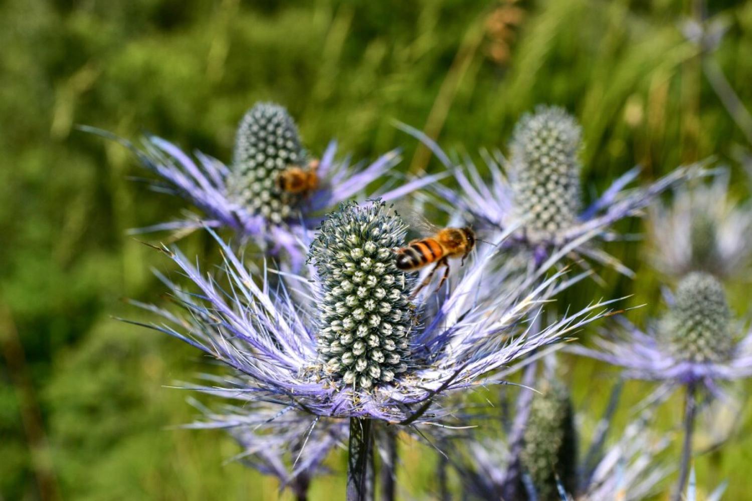 Insecte polénisateur vollant autour d'un chardon bleu en fleur